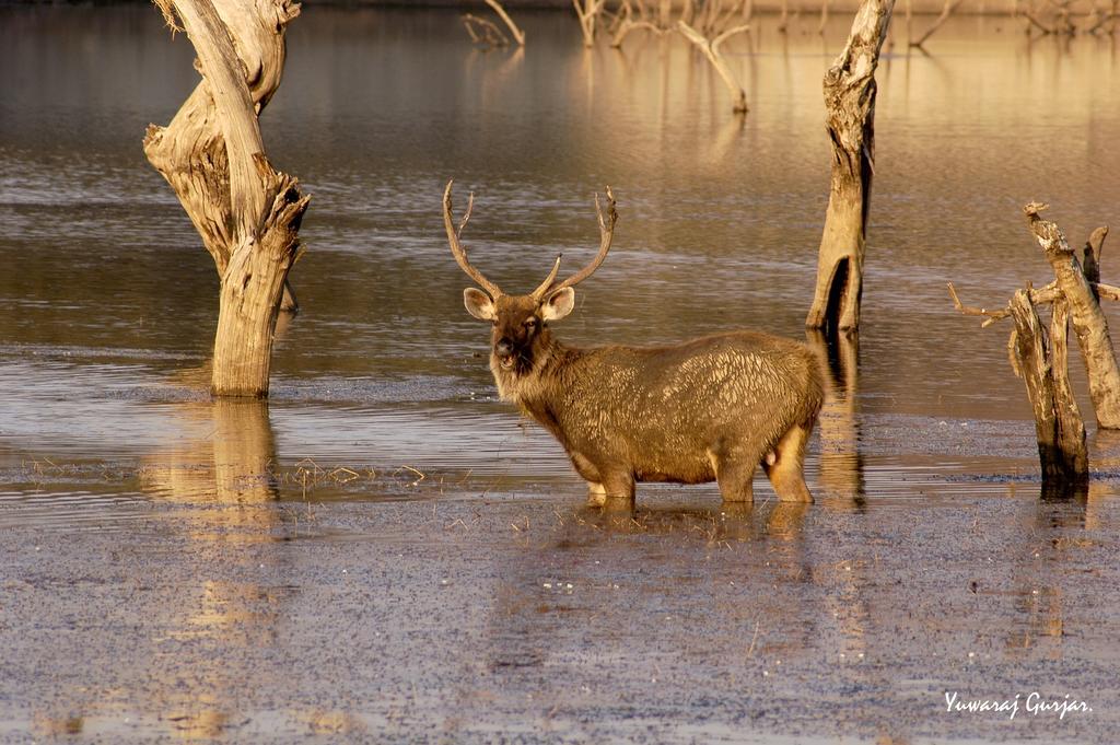 Mogli Resort Kanha Luaran gambar